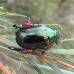 Repsimus manicatus montanus at Tennent, ACT - 15 Dec 2019