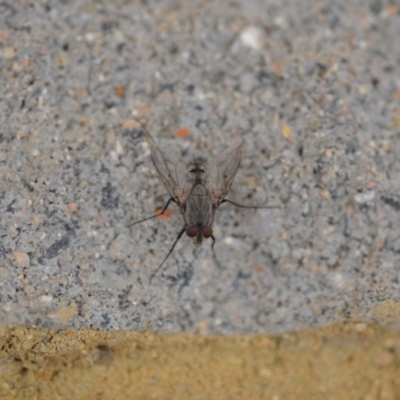 Tachinidae (family) (Unidentified Bristle fly) at Wamboin, NSW - 3 Jan 2020 by natureguy