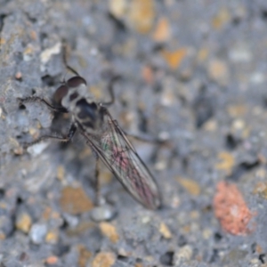 Ommatius sp. (genus) at Wamboin, NSW - 3 Jan 2020