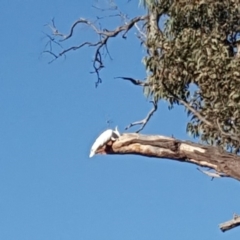 Cacatua galerita (Sulphur-crested Cockatoo) at O'Malley, ACT - 20 Jan 2020 by Mike