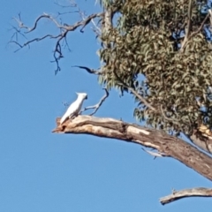 Cacatua galerita at O'Malley, ACT - 21 Jan 2020