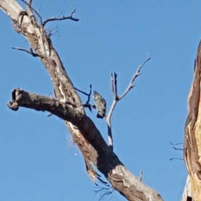 Callocephalon fimbriatum (Gang-gang Cockatoo) at O'Malley, ACT - 20 Jan 2020 by Mike