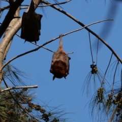 Pteropus scapulatus at Belconnen, ACT - 20 Jan 2020