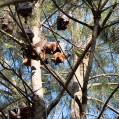 Pteropus scapulatus at Belconnen, ACT - 20 Jan 2020