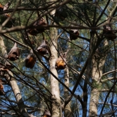 Pteropus scapulatus at Belconnen, ACT - 20 Jan 2020