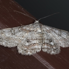 Cleora displicata (A Cleora Bark Moth (Boarmiini) at Lilli Pilli, NSW - 16 Jan 2020 by jb2602