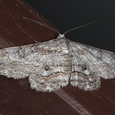 Cleora displicata (A Cleora Bark Moth (Boarmiini) at Lilli Pilli, NSW - 16 Jan 2020 by jb2602