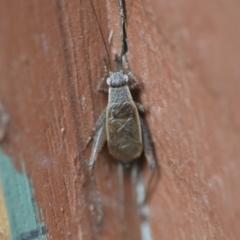 Eurepa marginipennis at Wamboin, NSW - 3 Jan 2020