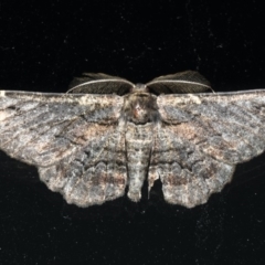 Pholodes sinistraria (Sinister or Frilled Bark Moth) at Lilli Pilli, NSW - 16 Jan 2020 by jbromilow50