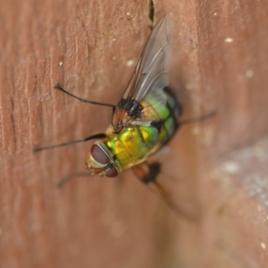 Rutilia (Chrysorutilia) formosa at Wamboin, NSW - 3 Jan 2020