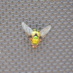 Rutilia (Chrysorutilia) formosa at Wamboin, NSW - 3 Jan 2020