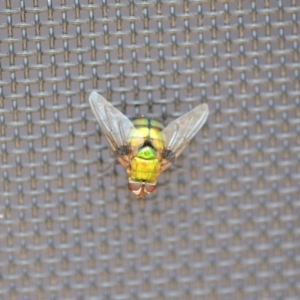 Rutilia (Chrysorutilia) formosa at Wamboin, NSW - 3 Jan 2020