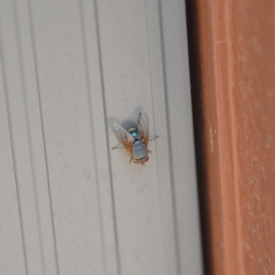 Calliphora sp. (genus) (Unidentified blowfly) at Wamboin, NSW - 3 Jan 2020 by natureguy
