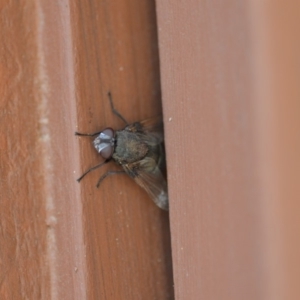 Rutilia (Donovanius) sp. (genus & subgenus) at Wamboin, NSW - 3 Jan 2020