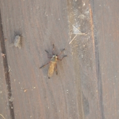 Zosteria sp. (genus) (Common brown robber fly) at Wamboin, NSW - 3 Jan 2020 by natureguy