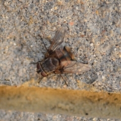 Rutilia sp. (genus) (A Rutilia bristle fly, subgenus unknown) at Wamboin, NSW - 3 Jan 2020 by natureguy