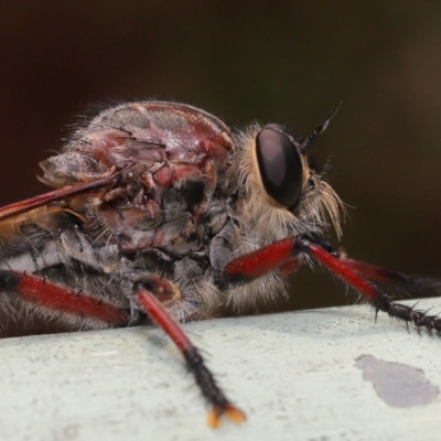 Neoaratus hercules (Herculean Robber Fly) at Acton, ACT - 15 Jan 2020 by TimL