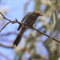 Ptilotula penicillata (White-plumed Honeyeater) at Watson Woodlands - 20 Jan 2020 by Alison Milton