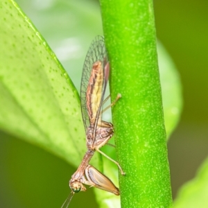 Mantispidae (family) at Macgregor, ACT - 21 Jan 2020