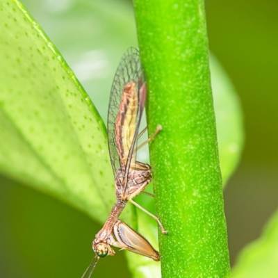 Mantispidae (family) (Unidentified mantisfly) at Macgregor, ACT - 21 Jan 2020 by Roger