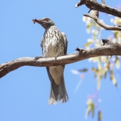 Oriolus sagittatus at Watson, ACT - 21 Jan 2020