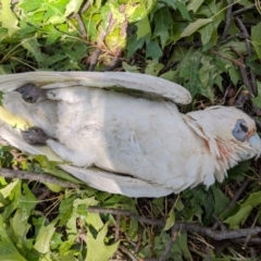 Cacatua tenuirostris X sanguinea (Long-billed X Little Corella (Hybrid)) at Kingston, ACT - 21 Jan 2020 by JackyF