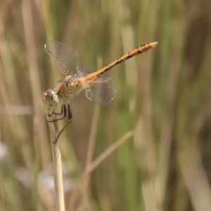 Diplacodes bipunctata at Watson, ACT - 21 Jan 2020 11:14 AM