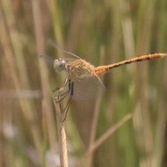 Diplacodes bipunctata at Watson, ACT - 21 Jan 2020