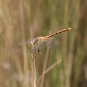 Diplacodes bipunctata at Watson, ACT - 21 Jan 2020