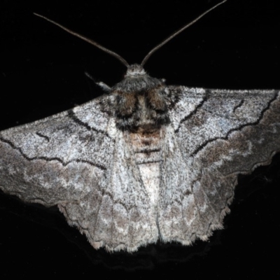 Hypobapta tachyhalotaria (Varied Grey) at Lilli Pilli, NSW - 16 Jan 2020 by jb2602