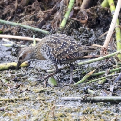 Gallirallus philippensis (Buff-banded Rail) at Watson Green Space - 20 Jan 2020 by AlisonMilton