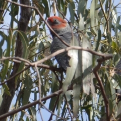 Callocephalon fimbriatum (Gang-gang Cockatoo) at Hughes, ACT - 19 Jan 2020 by JackyF