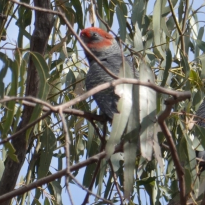 Callocephalon fimbriatum (Gang-gang Cockatoo) at Hughes, ACT - 20 Jan 2020 by JackyF