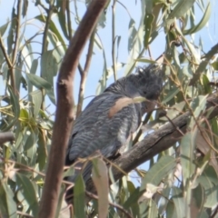 Callocephalon fimbriatum at Hughes, ACT - suppressed