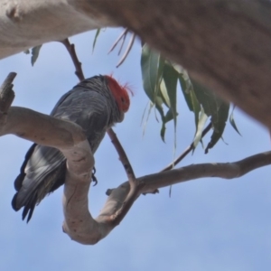 Callocephalon fimbriatum at Hughes, ACT - suppressed