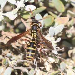 Polistes (Polistes) chinensis (Asian paper wasp) at Watson Green Space - 21 Jan 2020 by AlisonMilton