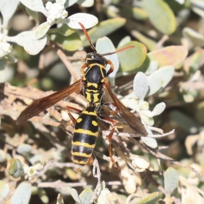 Polistes (Polistes) chinensis (Asian paper wasp) at Watson Green Space - 21 Jan 2020 by AlisonMilton