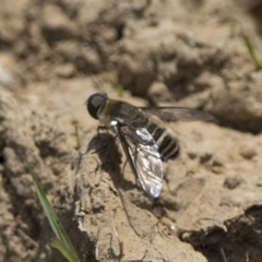 Villa sp. (genus) (Unidentified Villa bee fly) at Watson Green Space - 21 Jan 2020 by WarrenRowland