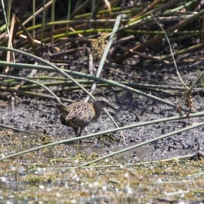 Gallirallus philippensis (Buff-banded Rail) at Watson, ACT - 21 Jan 2020 by WarrenRowland