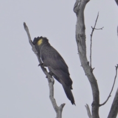 Zanda funerea (Yellow-tailed Black-Cockatoo) at GG38 - 19 Jan 2020 by JackyF