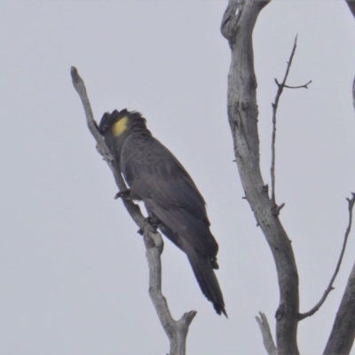 Zanda funerea (Yellow-tailed Black-Cockatoo) at Hughes, ACT - 19 Jan 2020 by JackyF