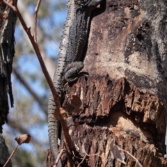 Pogona barbata (Eastern Bearded Dragon) at Deakin, ACT - 21 Jan 2020 by JackyF