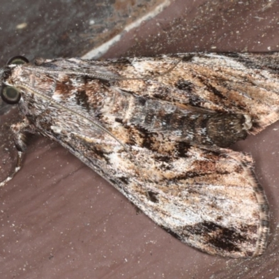 Salma pyrastis (A Pyralid moth (Epipaschiinae) at Lilli Pilli, NSW - 16 Jan 2020 by jb2602