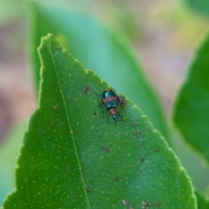 Dicranolaius bellulus at Hughes, ACT - 20 Jan 2020