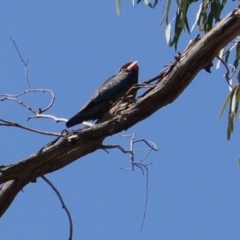 Eurystomus orientalis (Dollarbird) at Federal Golf Course - 20 Jan 2020 by JackyF