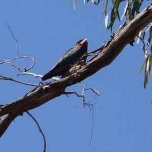 Eurystomus orientalis at Hughes, ACT - 21 Jan 2020