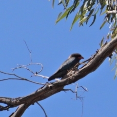 Eurystomus orientalis at Hughes, ACT - 21 Jan 2020