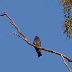 Eurystomus orientalis at Hughes, ACT - 21 Jan 2020