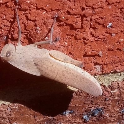 Goniaea australasiae (Gumleaf grasshopper) at Kambah, ACT - 20 Jan 2020 by RosemaryRoth