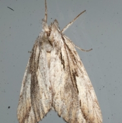 Ecnomodes sagittaria (A Notodontid Moth (Notodontinae) at Lilli Pilli, NSW - 16 Jan 2020 by jb2602